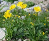 Doronicum carpaticum