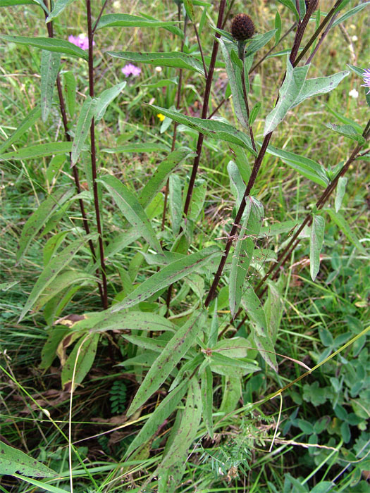 Изображение особи Centaurea abbreviata.