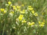 Odontarrhena tortuosa. Верхушки побегов с цветами и завязями. Черноморское побережье Кавказа, щель Прасковеевская, склоны ущелья над дорогой. 24.08.2011.