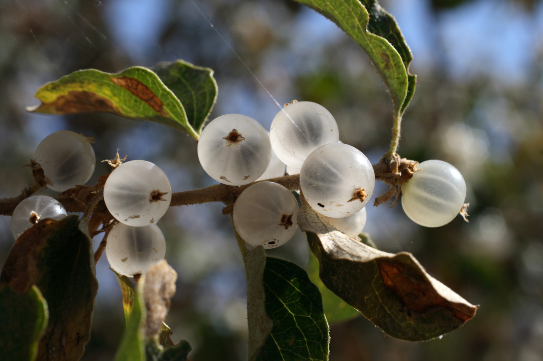 Изображение особи Lonicera nummulariifolia.