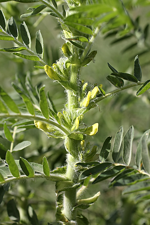 Image of Astragalus sieversianus specimen.