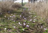 Crocus pallasii