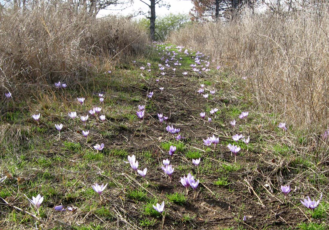 Изображение особи Crocus pallasii.