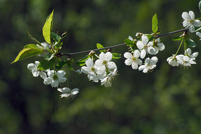 Изображение особи Cerasus vulgaris.