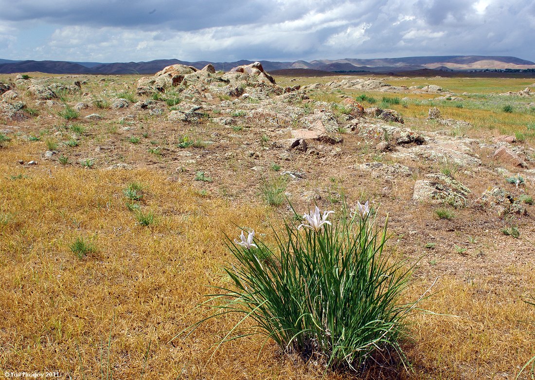 Image of Iris songarica specimen.