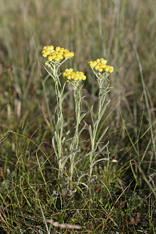 Image of Helichrysum maracandicum specimen.