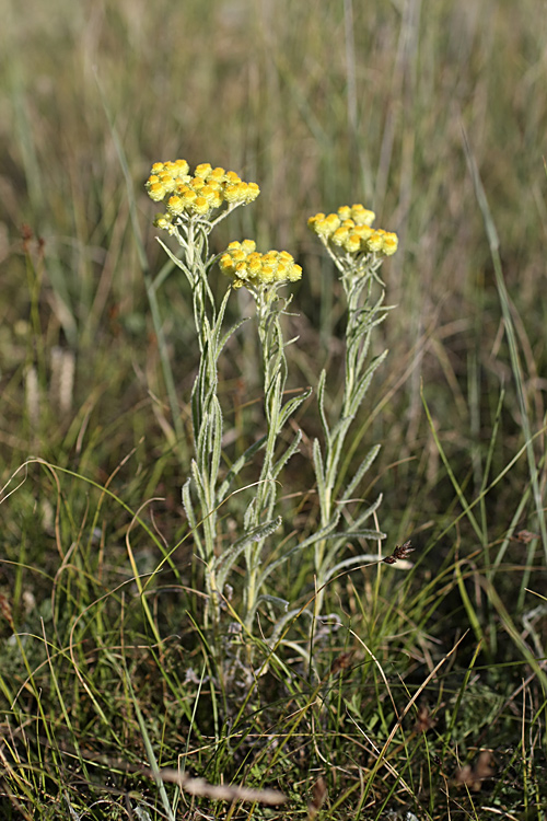 Изображение особи Helichrysum maracandicum.