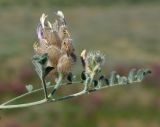 Astragalus chaetodon