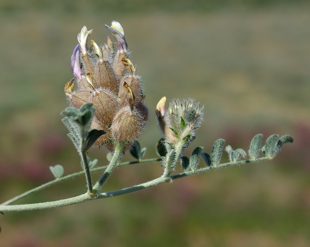 Изображение особи Astragalus chaetodon.