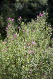 Epilobium velutinum. Верхушка цветущего и плодоносящего растения. Южный Казахстан, ущелье реки Боролдай. 11.07.2011.