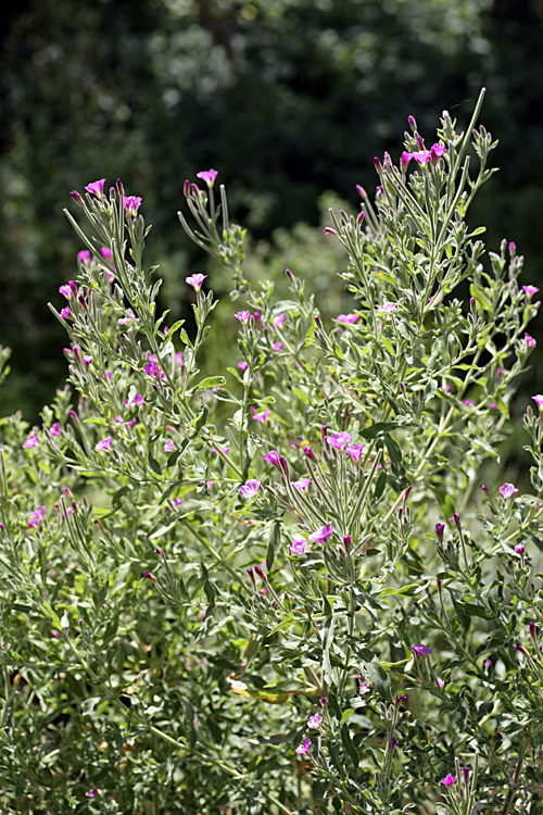 Image of Epilobium velutinum specimen.