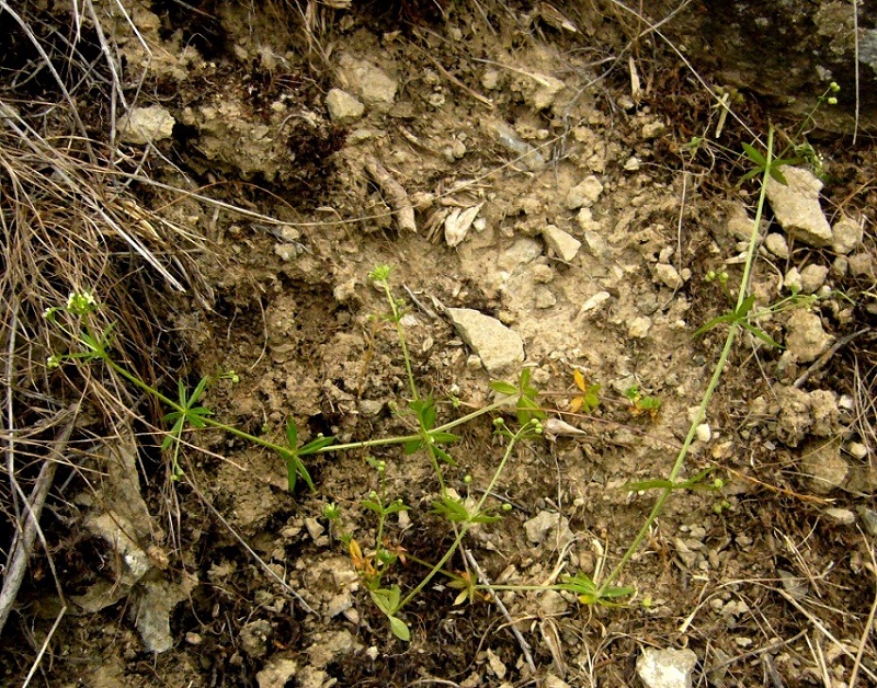 Изображение особи Galium tricornutum.