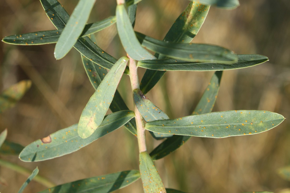 Изображение особи Euphorbia esula.