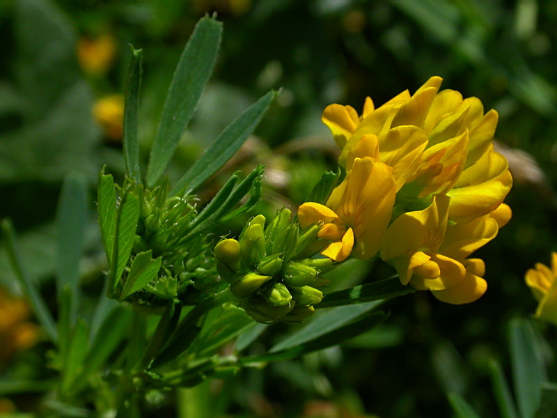 Изображение особи Medicago falcata.