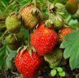 Fragaria × ananassa. Плоды разной степени зрелости. Московская обл., дачный участок. 22.06.2002.