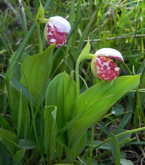 Image of Cypripedium guttatum specimen.