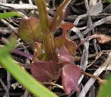 Cochlearia arctica. Нижняя часть растения. Мурманская обл., Кандалакшский р-н, пос. Лувеньга, приморский луг на побережье Белого моря. 29.06.2010.
