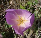 Colchicum speciosum