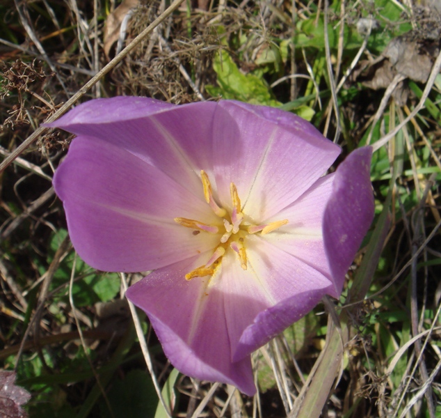 Изображение особи Colchicum speciosum.