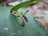 Ruscus hypoglossum