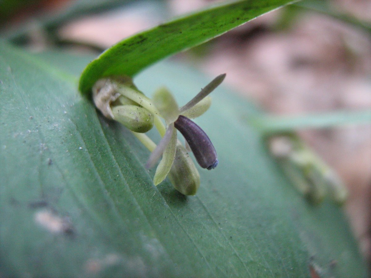 Изображение особи Ruscus hypoglossum.