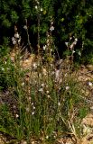 Asphodelus tenuifolius