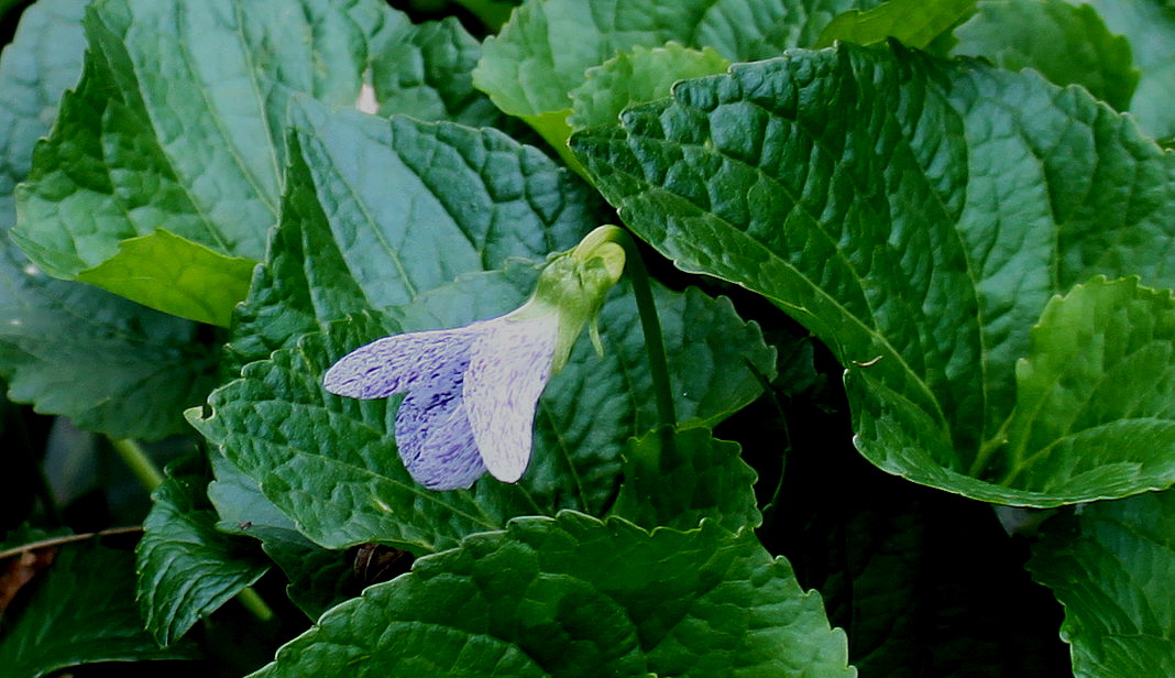 Image of Viola sororia specimen.