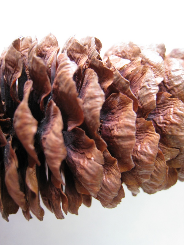 Изображение особи Picea schrenkiana.