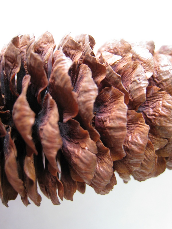 Image of Picea schrenkiana specimen.