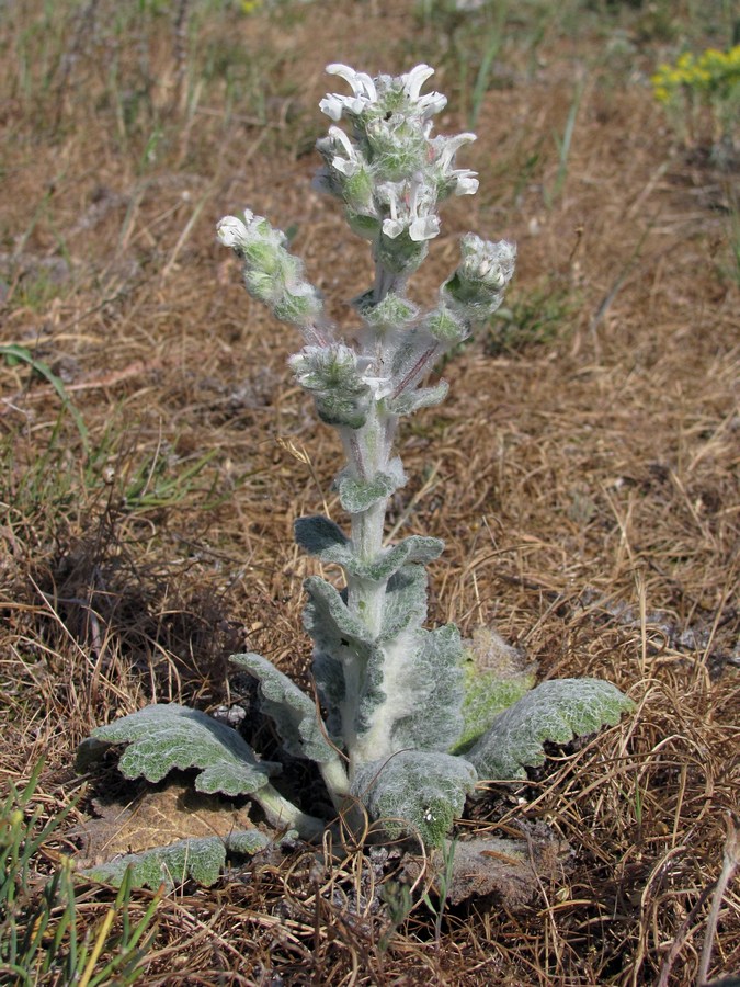Image of Salvia aethiopis specimen.