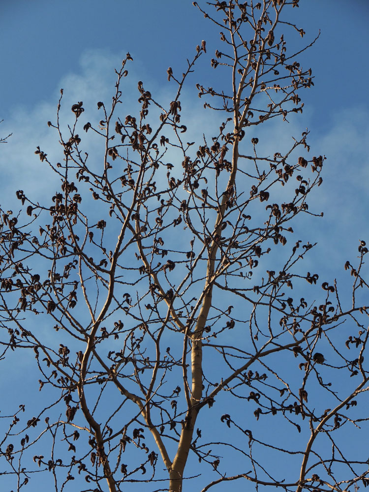 Image of Populus tremula specimen.