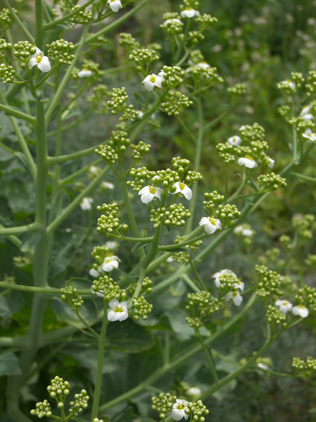 Image of Crambe maritima specimen.