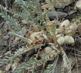 Astragalus testiculatus