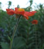 Geum quellyon