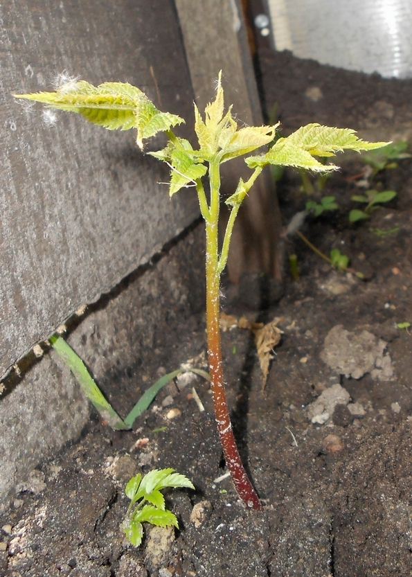 Изображение особи Juglans mandshurica.