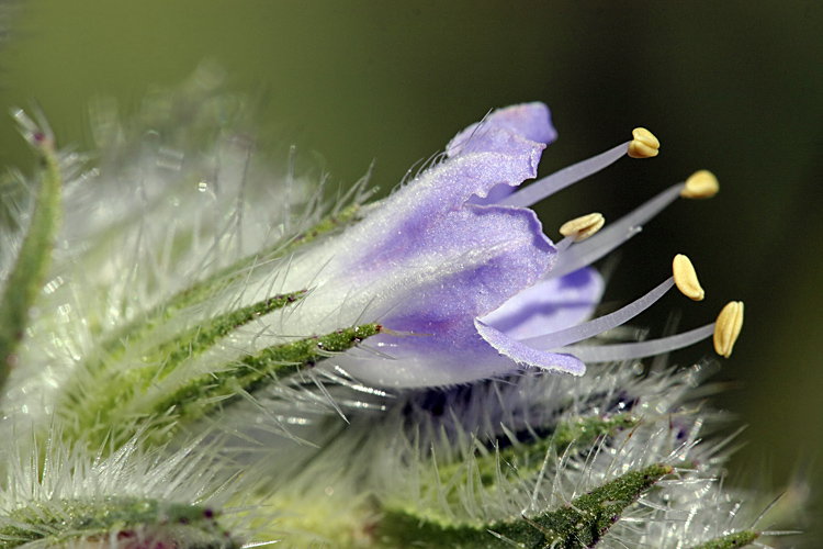 Image of Echium biebersteinii specimen.