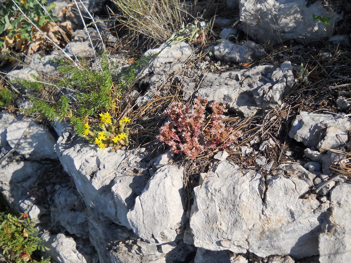 Изображение особи род Sedum.