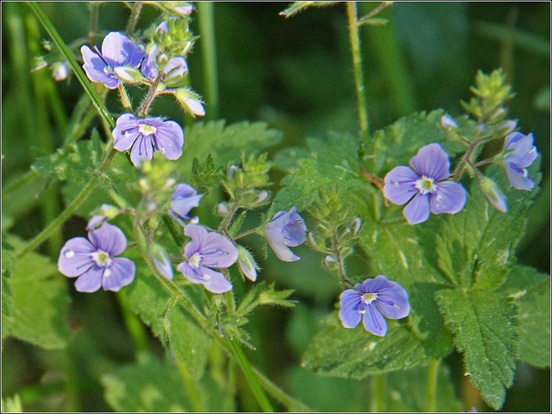 Image of Veronica chamaedrys specimen.