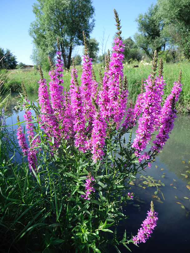 Изображение особи Lythrum salicaria.