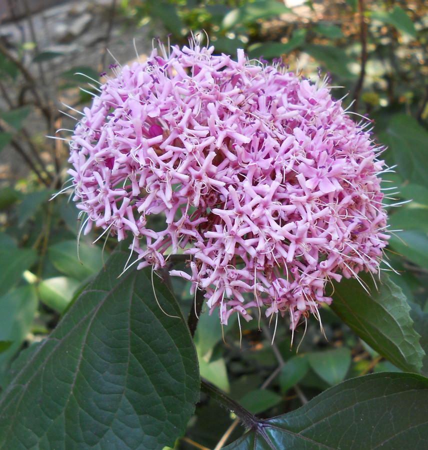 Изображение особи Clerodendrum bungei.