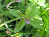 Mentha arvensis