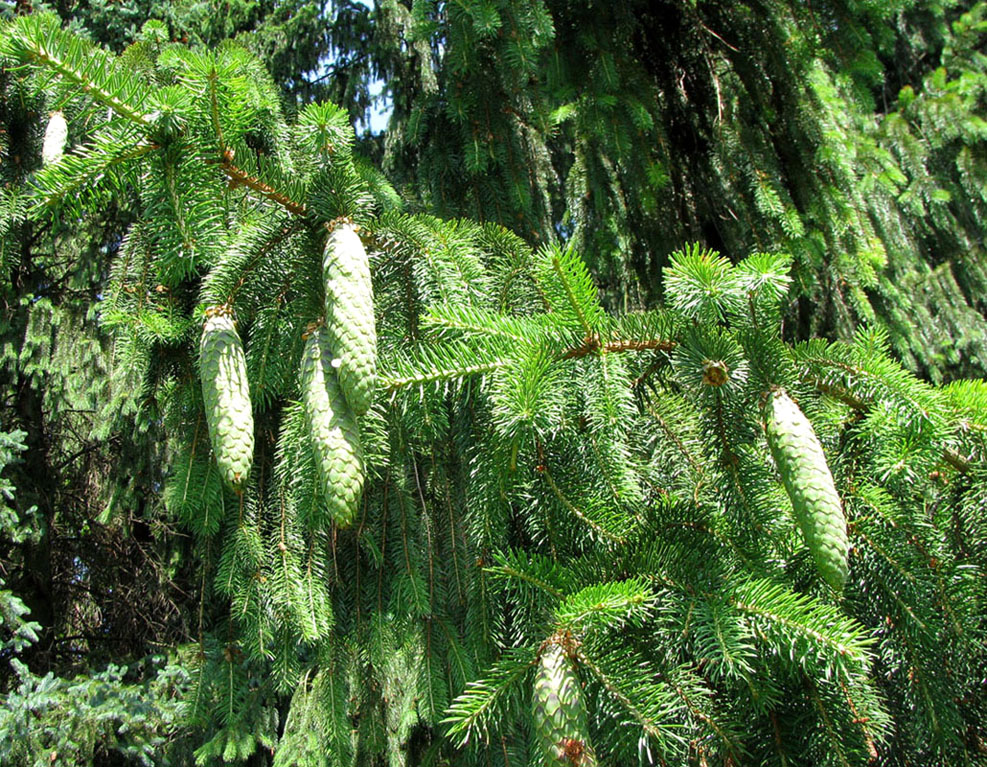 Image of Picea abies specimen.
