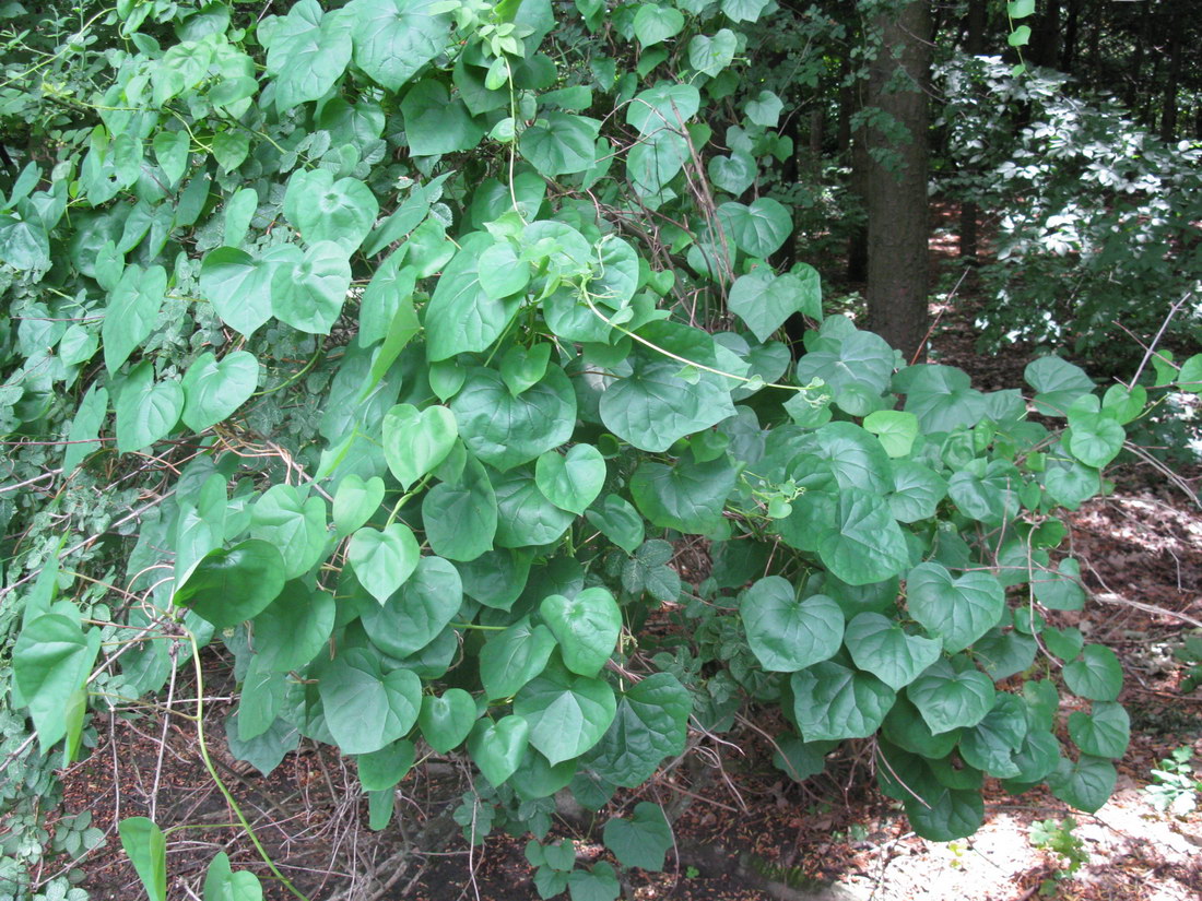 Image of Menispermum dauricum specimen.