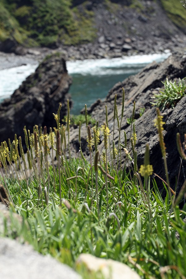 Изображение особи Plantago maritima.