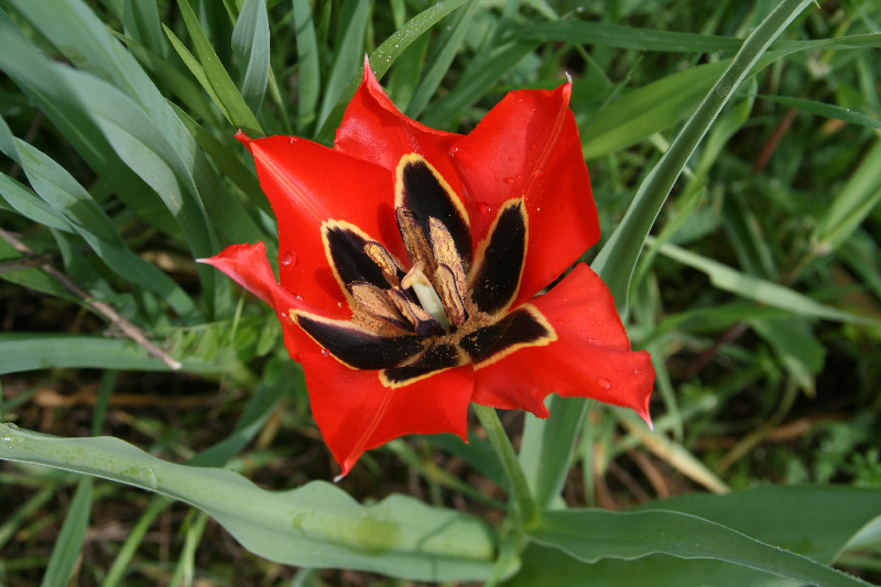 Image of Tulipa lanata specimen.