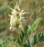 Astragalus cicer. Незрелое соплодие. Днепропетровская обл., Павлоградский р-н, окр. с. Булаховка, степь. 05.07.2012.