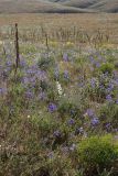 Delphinium longipedunculatum