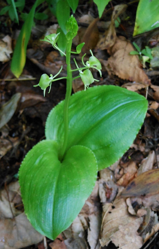 Изображение особи Liparis japonica.