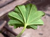 Alchemilla pycnoloba. Лист. Свердловская обл., окр. г. Североуральск, дачный участок. 29.04.2012.