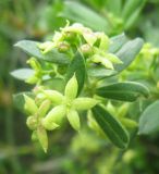 Rubia tenuifolia